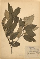 藏品(紅皮(葉下白、赤仔尾))的圖片